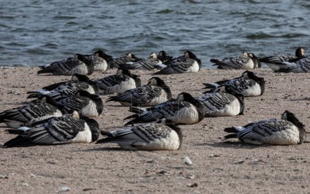 Group of Barnacle goose near the water. Animals in their natural habitat.