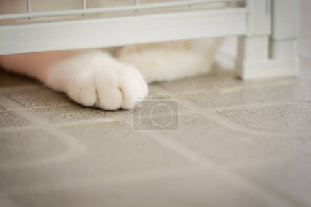 the soft paw of cat outside the cage