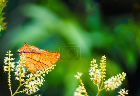 la mariposa cuelga de la flor en la naturaleza con tono dramático