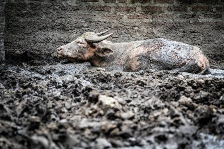 the buffalo in mud with dramatic tone