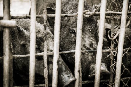 the pig in the cage with dramatic tone