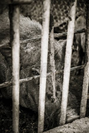the poor pig in the cage with dramatic tone
