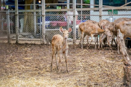 little deer in the cage with dramatic tone