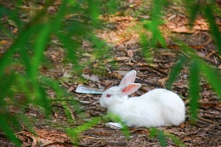 the white rabbit on the ground in the nature