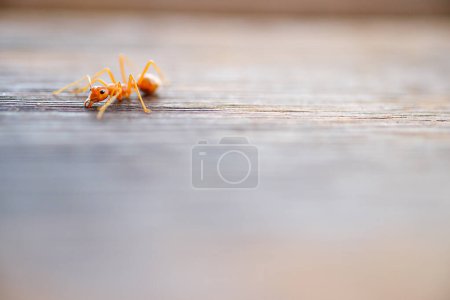 the close up the ant on the wooden floor with dramatic tone