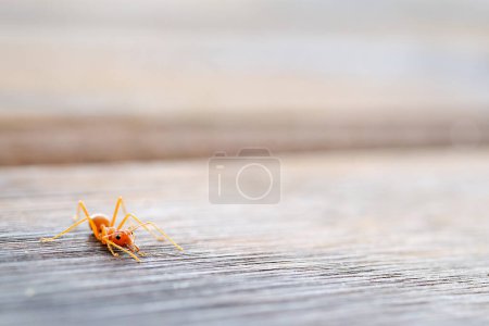 die Ameise auf dem Holzboden mit dramatischem Ton