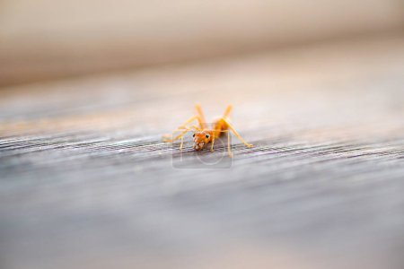 the close up the ant on the wooden floor with dramatic tone