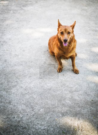Foto de El perro marrón sentado en el suelo - Imagen libre de derechos