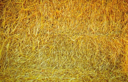 Photo for The straw background texture with dramatic tone - Royalty Free Image