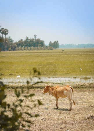 the cow in the field with dramatic tone