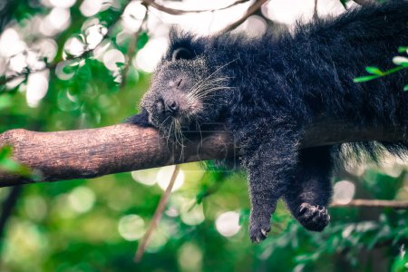the binturong in the nature with dramatic tone