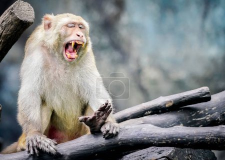 the monkey in the nature with dramatic tone