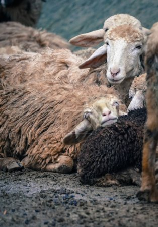 die Schafe in der Natur mit dramatischem Ton