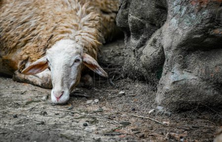 les moutons dans la nature avec un ton dramatique