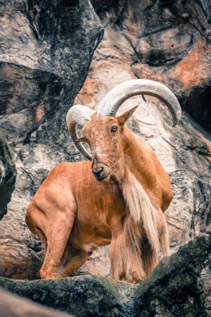 the barbary sheep in the nature with dramatic tone