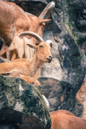 the barbary sheep in the nature with dramatic tone