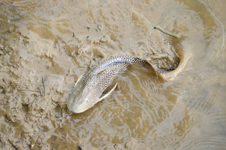 les poissons essayant de vivre dans la boue
