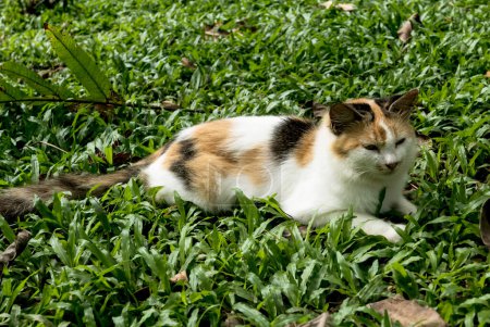 Foto de Un gato sentado en un campo de hierba. - Imagen libre de derechos