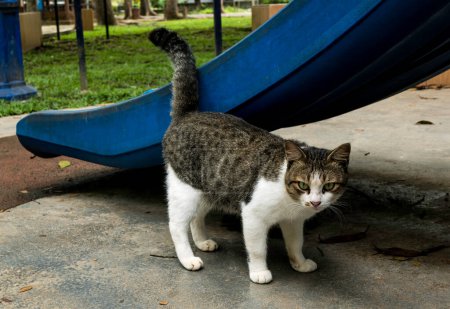 Foto de Un gato caminando en el patio. - Imagen libre de derechos
