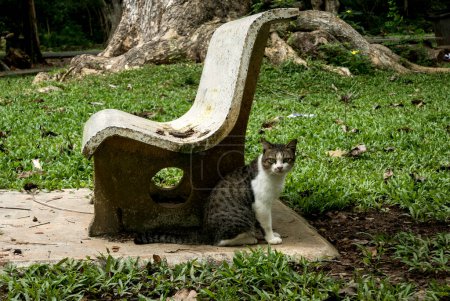 Foto de Un gato sentado junto al banco en el parque mira a la cámara. - Imagen libre de derechos