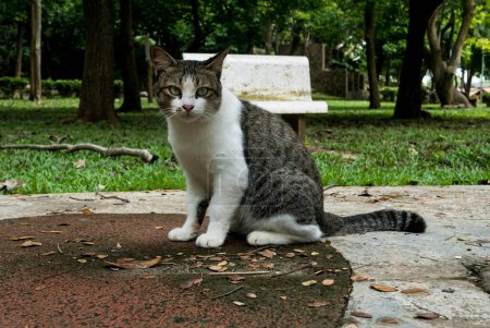 Foto de Un gato sentado en el parque mira a la cámara. - Imagen libre de derechos