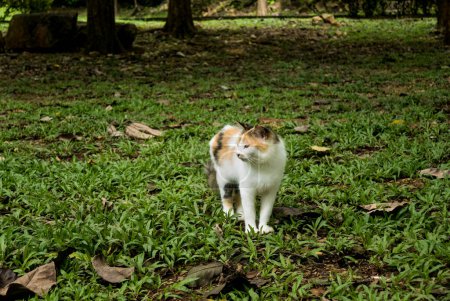 Foto de Un gato caminando sobre una hierba buscando algo. - Imagen libre de derechos