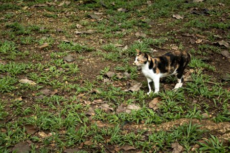 Foto de Un gato caminando sobre una hierba buscando algo. - Imagen libre de derechos