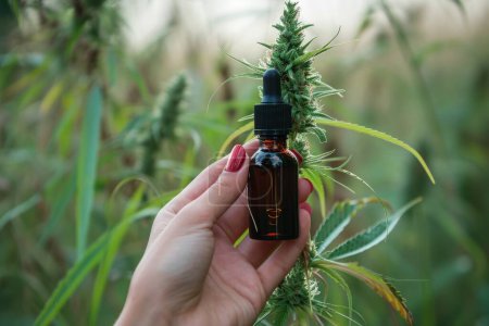 Photo for Hand holding cbd flask cannabis herbal alternative medicine hemp essential oil pipette hashish grass narcotic plant extract drug bottle cannabidiol addictive legal marijuana health organic weed nature - Royalty Free Image