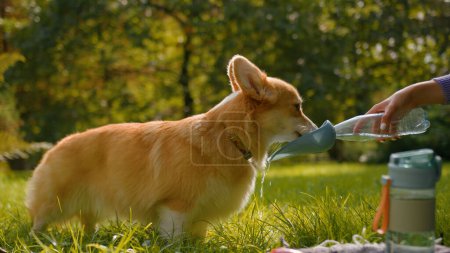 Téléchargez les photos : Soif petit chien Welsh corgi boire de l'eau douce de la bouteille sur gazon pelouse au parc mains féminines propriétaire d'animaux de compagnie prenant soin de mignon animal domestique moelleux chiot boisson liquide rafraîchissant en été à l'extérieur - en image libre de droit