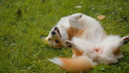 Photo for Playful dog welsh corgi pembroke breed pup rolling on grass lawn nature park garden active pet happy funny little golden puppy performing command roll around field carefree doggy domestic animal life - Royalty Free Image
