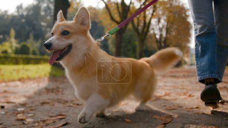 Photo for Close up small friend lovely puppy welsh corgi pembroke dog going on leash in park outdoors female legs unrecognizable woman handler owner walking with happy furry fluffy little pup in city love pet - Royalty Free Image