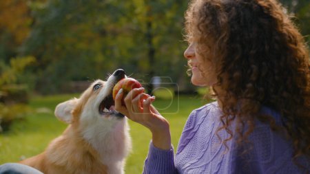 Photo for Playful little dog welsh corgi playing with girl Caucasian woman handler eat fruit in nature park picnic outdoors naughty funny fluffy puppy biting apple pet food doggie treats having fun best friends - Royalty Free Image