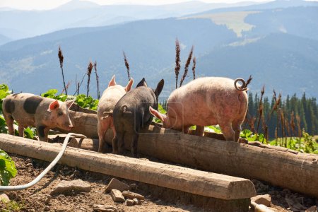 Varios cerdos en una granja en las montañas comen y beben de un comedero de madera. Cerdos de color rosa, negro y manchado.