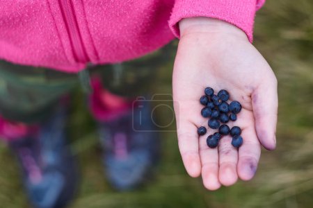 Top view of the ripe and juicy blueberries in an open hand of a little girl wearing a bright pink hoodie, camouflage pants and hiking boots with pink laces is standing on the grass.