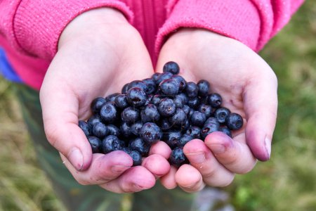 Photo for Top view of ripe and juicy blueberries in the hands of a little girl in a pink hoodie. Close-up of the hands and blueberries. - Royalty Free Image
