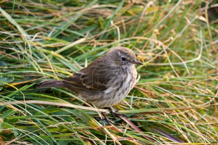 A closeup side view of a Water pipit sitting on the grass.