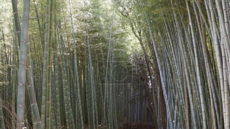 arashiyama
