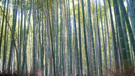 Foto de Arashiyama Bamboo Grove, Kyoto, Japón - Imagen libre de derechos