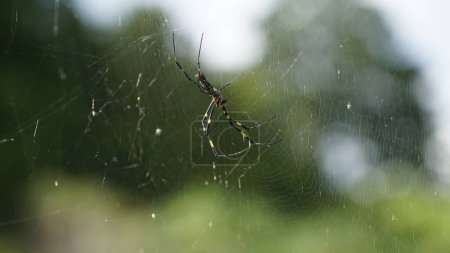 Joro Spider (Trichonephila Clavata) on the Web. Spider on a Web in Nature.