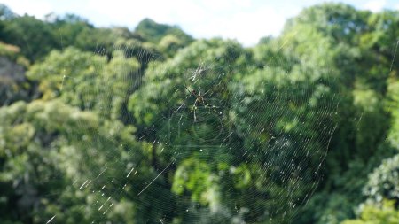 Joro Spider (Trichonephila Clavata) sur le Web. L'araignée sur une toile dans la nature.