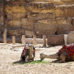 Camels Resting in a Village