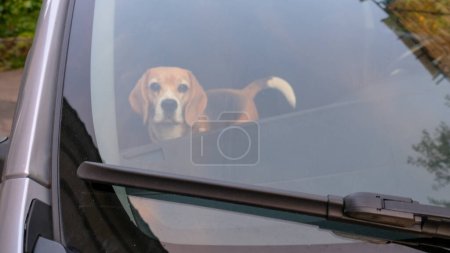 Photo for Traveling with dog. Head of cute beagle dog while looking through window of car. . High quality photo - Royalty Free Image