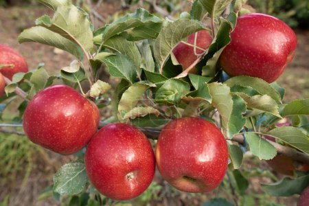 Photo for Bouquet of apples of the pink lady variety at their point of ripeness - Royalty Free Image