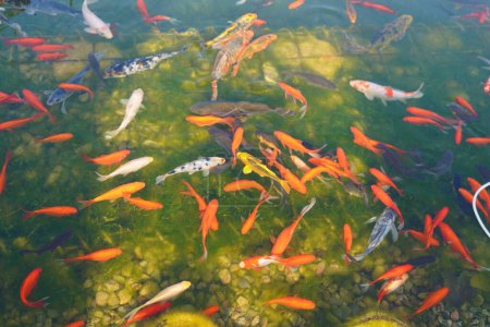 Foto de Peces koi y peces de colores en el estanque contra el fondo del fondo verde. Foto de alta calidad - Imagen libre de derechos