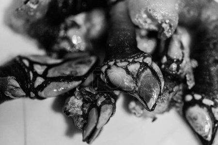 Photo for Close up macro of Percebes or goose neck barnacle seafood in monochrome, also known as Lucifer's Fingers and popular in Spain and Portugal - Royalty Free Image