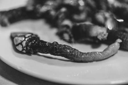 Photo for Close up macro of Percebes or goose neck barnacle seafood in monochrome, also known as Lucifer's Fingers and popular in Spain and Portugal - Royalty Free Image