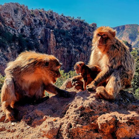 A group of Barbary macaques, including an adult and a juvenile, is congregated on a rocky ledge with a backdrop of steep, rugged cliffs. The adult monkeys seem to be engaged in social behavior, possibly grooming, as they look after the young member i