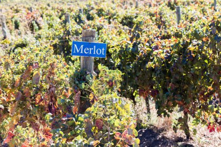 Un signe clair marqué Merlot se dresse bien en évidence parmi les rangées de vignes avec des raisins mûrs prêts pour la récolte dans un vignoble, capturant l'essence d'une journée d'automne ensoleillée dédiée à la viticulture.