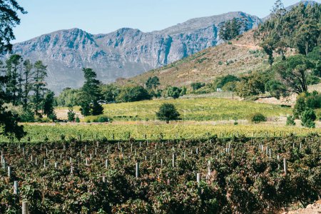 Centuries old vineyards at Franschhoek, Western Cape, South Africa