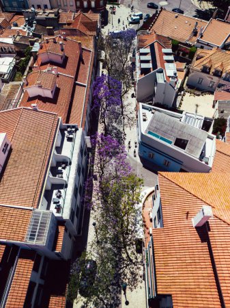 Aerial drone view of a street in Cascais, Portugal with purple Jacaranda tree leaves during the springtime